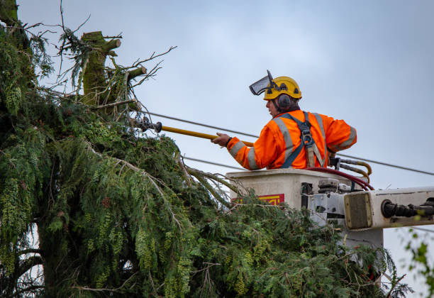 How Our Tree Care Process Works  in  Finley, WA